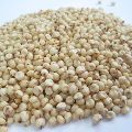 Organic sorghum seeds