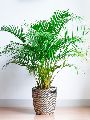 Aren Palm Plant