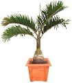 Royal Palm Plant