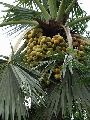 Toddy Palm Plant