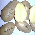 Surya Potato Seeds