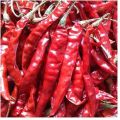 Dry Red Chilli - Red Chilli Powder Manufacturer