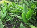 Turmeric Tissue Culture Plants