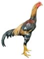 Live Aseel Fighter Chicken
