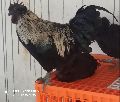 live kadaknath chicken