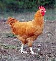 Live Sonali Chicken