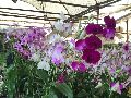 Artificial Orchids Plant