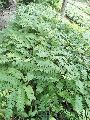 cassia javanica plant