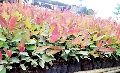 eucalyptus plant
