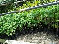 Hybrid Papaya Plant