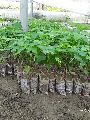Red Lady Papaya Plant