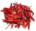 Best Sellig Teja Stemless Dry Red Chilli