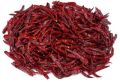 dry Stemless red chilli suppliers