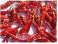 TEJA/S17 Dry Red Chili Manufacturer