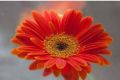 Orange Gerbera Daisy Flower