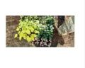 Ornamental Shrubs Plants