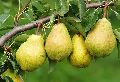 Pear Plants