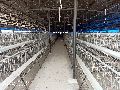 Poultry Breeder Cage