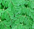 Organic Green moringa leaves