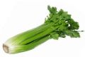 Fresh Celery
