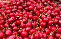 Organic Red Fresh Cherry