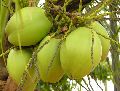 Organic fresh tender coconut