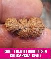 Rare Trijuti Indonesia Rudraksha