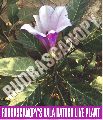 Rudrascanopy Natural Violet-purple Flowers kala datura live plant