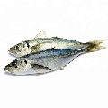 Horse Mackerel Fish