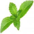 Organic Green Stevia Leaves
