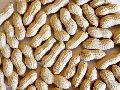 Organic Light Brown shelled peanuts