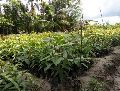 Mango Seedling Plant