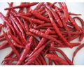 teja red chilli