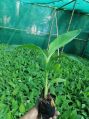 Attractive Yellowish Green Color Bengal Nursery tissue culture g9 banana plants