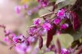 Hyacinth bean