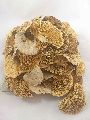 Dried Sponge Mushroom