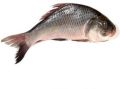 fresh catla fish