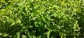 Natural Green Fresh Mint Leaves