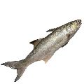 Fresh Indian Salmon Fish