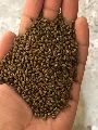 indian cassia tora seed