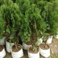 Tuja Pine Plant