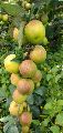 Ball Sundari Red Apple Ber Plant