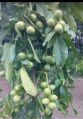 chandler walnut plant