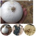 budhel onion seeds