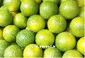 Mosambi (Sweet Lime) Maharashtra