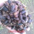 Neem Fruits