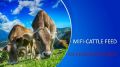 MIFI Cattle Feed