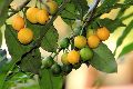 Baraba Fruit Live Plant