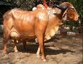Fiberglass Cow Statue