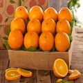 Fresh Egyptian Orange